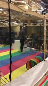 6.3K views · 271 reactions | Agility course at the CFA Cat Show! Talented feline! | Smoky Mountain Cat House | Facebook