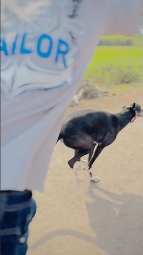 Kolhapur dog race 🚀😱 || kolhapur dog racing / dog race maharashtra || #shorts #arfyads