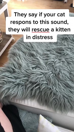 Kitten Distress Call: Heartwarming Cat Rescue