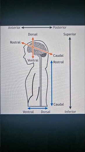Anterior posterior superior inferior rostral caudal ventral dorsal surfaces of anatomy