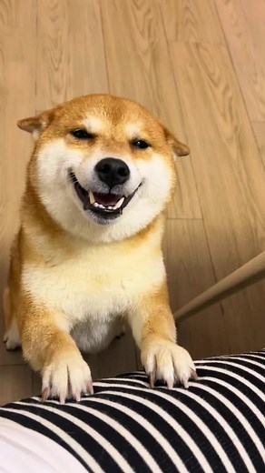 #fyp #foryou #tiktok #dogsoftiktok #funny #cute #dog #pet #smile