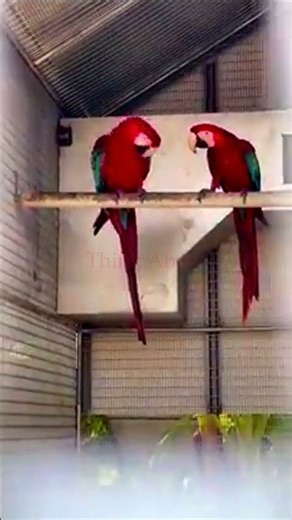 Macaw Breeding Pair with Nest
