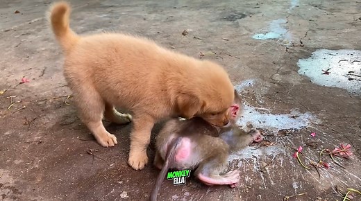 Haha! 😁 Angry Baby Monkey With Pet Puppy 🥹🐒 | Baby Monkey Life