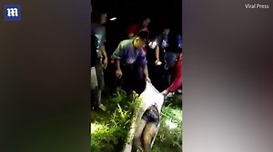 Dead man is cut out of the stomach of a seven metre long PYTHON