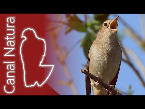 Ruiseñor común (Luscinia megarhynchos) Common Nightingale 4K