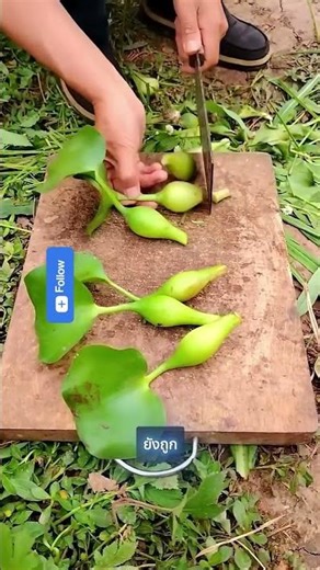 ผักตบชวา 🌱 มีคุณค่ามากกว่าที่หลายคนคิด #shorts