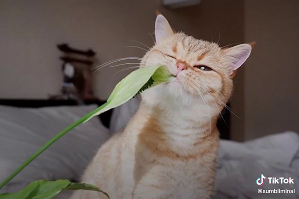 Саблиминал для низкого роста 🎂#on #fyr #fyp #Саблиминал #Низкийрост #Длянизкогороста #когдадевушкамаленькогороста