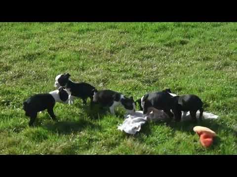 Boston Terrier Puppies For Sale