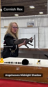 17K views · 617 reactions | Black Cornish Rex. | New Vision Cat Club | Facebook
