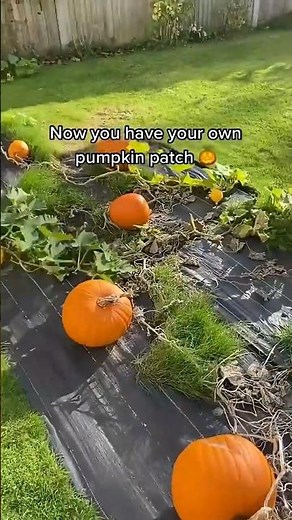 Timelapse: From Seed to 600kg Giant Pumpkin! 🎃 | Incredible Growth Journey