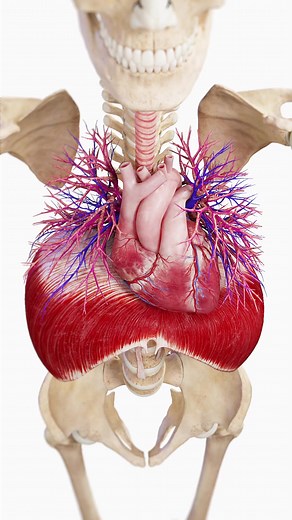 534K views · 5.1K reactions | 變 The Heart & Diaphragm: A Perfect...