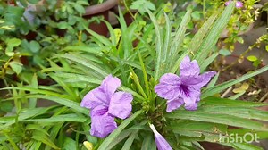 20K views · 582 reactions | Mexican petunia  Care tipseasy to grow easy to maintain Grow Mexican petunia from seeds n cutting Pl watch  Bimari ko aate he door kare Healthy rahiye happy rahiye sabhi apno ka khayal rakhiye | Sonam Creations | Facebook