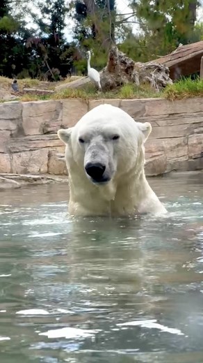 From Arctic orphans to conservation champions, polar bears Chinook, Kalluk, and Tatqiq have a remarkable story of rescue and resilience. Learn how their behaviors vary from season to season, discover how their San Diego habitats reflect the summer conditions of their native tundra, and find out about the world-class care they receive from our team of experts at San Diego Zoo Wildlife Alliance. | San Diego Zoo