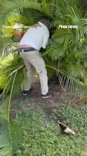 SLITHERING SURPRISE: A massive Burmese python caused quite the hiss-teria after it was discovered lurking in a tree near homes in a Florida neighborhood, rattling families on edge as the Christmas season gets underway. The unwelcome holiday visitor, which was captured and removed by professionals, measured roughly 6½ feet long and weighed about 30 pounds. | Fox News