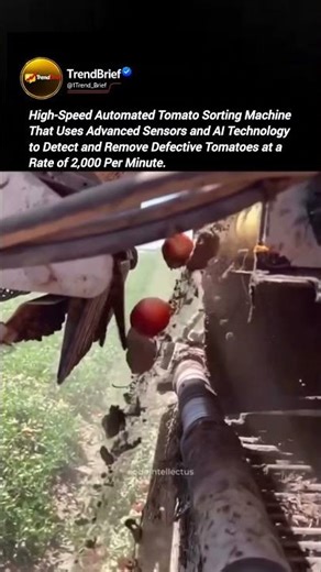 High-Speed Tomato Sorting Machine