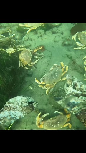 Crab Rave: A Dance Delight for Gamers