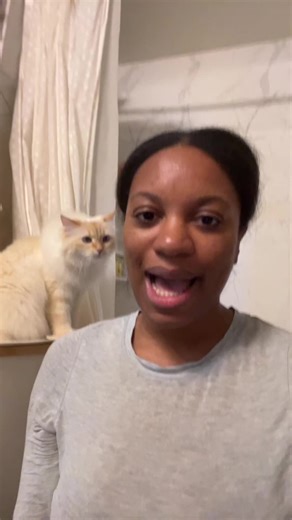 imagine being this gorgeous and perfect and floofy #catsoftiktok #siberiancat #cat #fyp #flamepoint