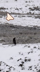 1.7K views · 50 reactions | Sound on! Lone wolf in Yellowstone...