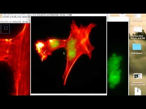 merging.channels.ImageJ