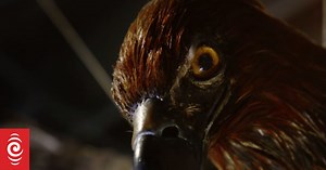 Pouākai - The world’s largest eagle