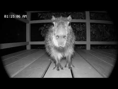 Absurd Night Visitors — Weirdest CCTV Footage Ever