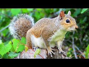 Gray Squirrel Tail Wagging and Scent Marking Communication