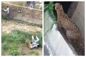 Watch Viral Video: Ferocious Leopard Attacks And Injure People Who Try To Catch It