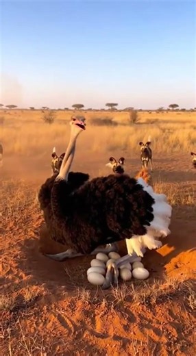 Ostrich vs Pack of Wild Dogs | Chaotic Wildlife Battle in Africa