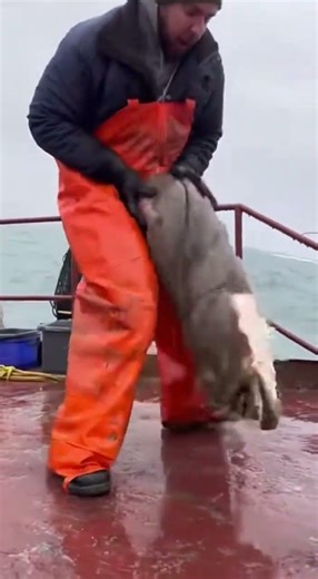 Monkfish Mayhem on the Trawler Deck