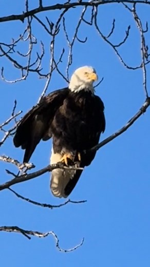 A perfect day today in the Chilkat Bald Eagle Preserve! 🦅 Eagles everywhere, sunshine on the river, fresh bear tracks, and no filter needed - just wild Alaska at her finest. All of this footage was taken with my phone on a walk between 19 and 21 mile on the beautiful Haines Highway! It’s amazing. Visit anytime. #alaska #wildalaska #baldeagles #baldeaglesofinstagram #baldeaglephotography #visithaines #travelgoals #baldeaglesighting #baldeagle_lovers #birdphoto #birdlovers #birds_captures #amazin