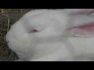 Japanese White Rabbit (Nagano City Chausuyama Zoo, Nagano, Japan) April 15, 2018