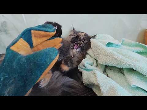 Owner can't believe I was able to groom her cat Muffin the Spicy Cat 🙀