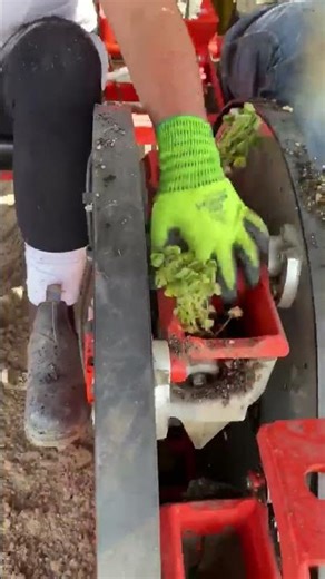 Oca (Oxalis tuberosa) transplanting made easy with WOLF PRO by C&M