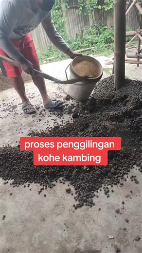 proses produksi pembuatan kohe giling kambing, #pupukorganik #kohekambing #mediatanam #alaskandang