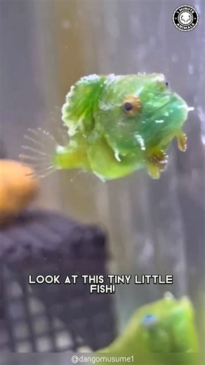 Lumpsucker 🐟 The Clumsiest Fish! This round little fish uses a suction cup belly. Rocks, glass, even boats, nothing shakes it off. #wildlife #nature #animalfacts #1minuteanimals | 1 Minute Animals