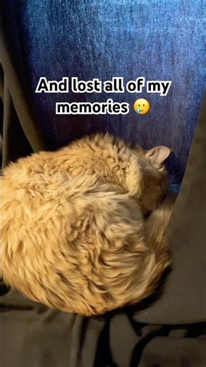 what do you say first? 👀#cat #catshorts #kitten #catvideos #pets #shortvideo #funny #cute #dog #fy