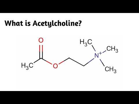 What is Acetylcholine ?
