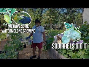 How to Grow Watermelon on a Trellis (and Save Space!)