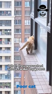 22K views · 763 reactions | Poor cat | Animal Rescue Group | Facebook