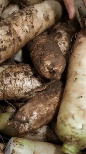 Daikon: The Soil-Busting Superfood Your Garden Needs 🌱 #farming #gardening #herbalism #permaculture