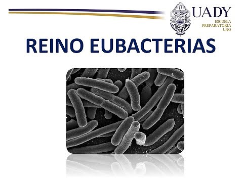 Características y clasificación del Reino Eubacteria