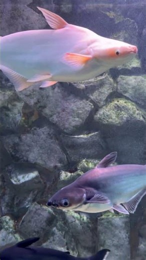 Relaxing Aquarium Video for Stress Relief | Beautiful Fish Tank