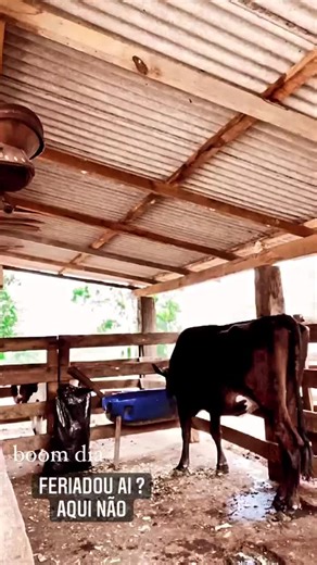 Exploring Life on the Farm with a Female Cow