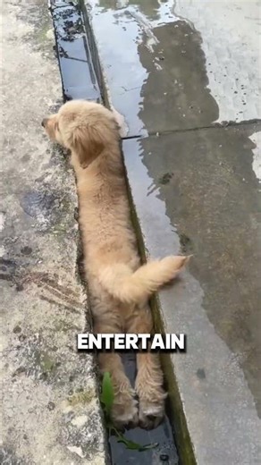 Why do dogs chase their tails? 🐶