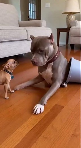 Tiny Chihuahua Confronts Big Dog Stuck in a Bucket 🥰🐶