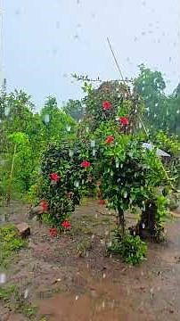 Suab qeej hmoob ‪@Koobmeej‬