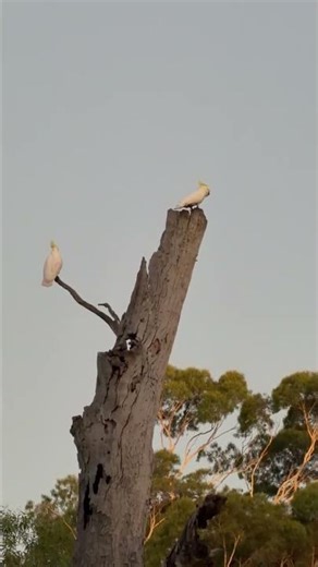 Australian Cockatoos at dusk in Adelaide’s Linear Park - Sounds Like Nature