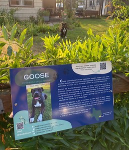 Custom Zoo-style Pet Signs – Personalized & Fun Yard Decor (10" X 16") - Etsy UK