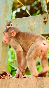 3.3K views · 108 reactions | Wow wow Hybrid monkey climb to the top place, monkey face look similar Chinese monkey | MonkeyCamp | Facebook