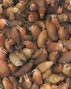 602K views · 1K reactions | Welcome to the herd. 玲 Walruses are known to gather by the hundreds to sunbathe on the ice. But during mating season, these massive pinnipeds amass by the thousands to get busy. A herd is usually segregated by gender; females have their own herds, and males have their own herds. The dominant males are chosen by age, body size, and tusk length. | Science Channel | Facebook